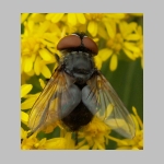 Phasia sp - Raupenfliege 03a.jpg